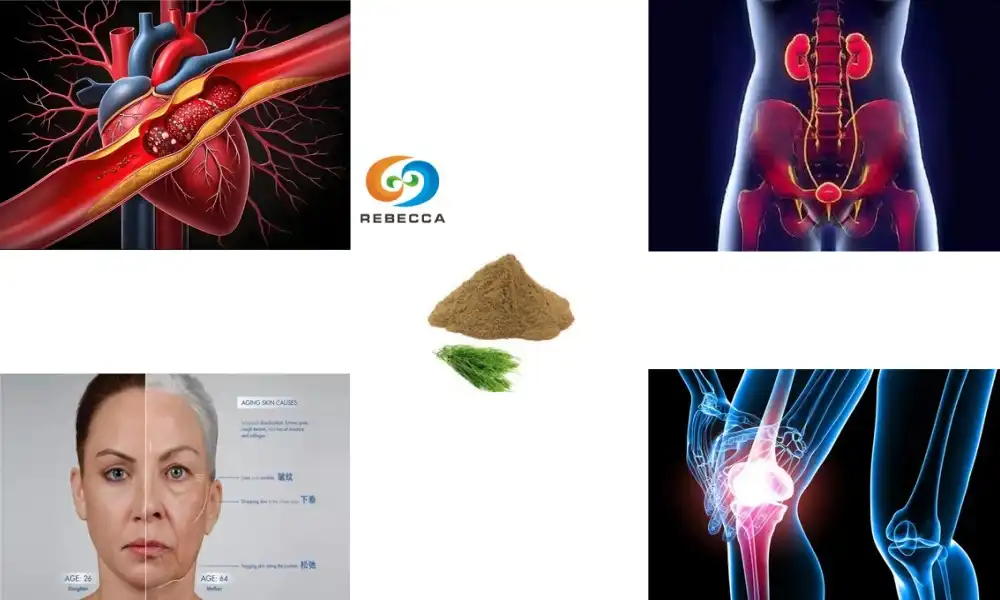 Horsetail Extract Powder: A Natural Source of Silica